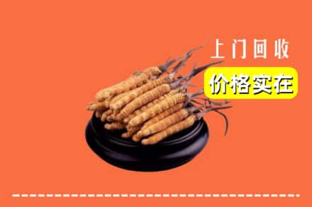 银川市西夏回收冬虫夏草